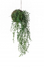 Senecio string garden d10cm green (nog1 op voorraad)